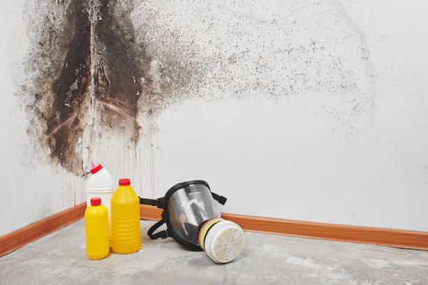 Best Affordable Mold Removal  in New Iberia, LA