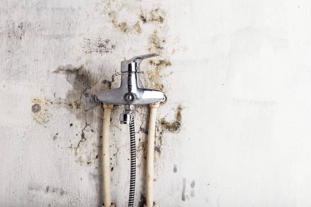 Best Black Mold Removal  in New Iberia, LA