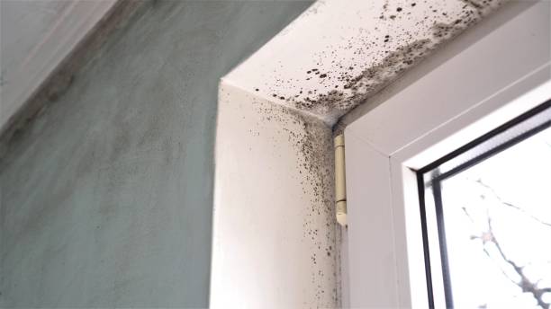 Best Mold Cleaning Services  in New Iberia, LA