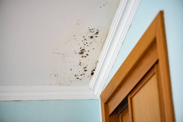 Best Mold Removal Specialists  in New Iberia, LA