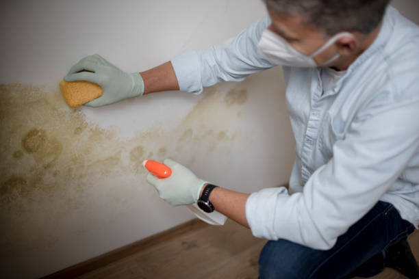 Best Local Mold Removal Service  in New Iberia, LA