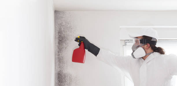 Best Toxic Mold Removal  in New Iberia, LA