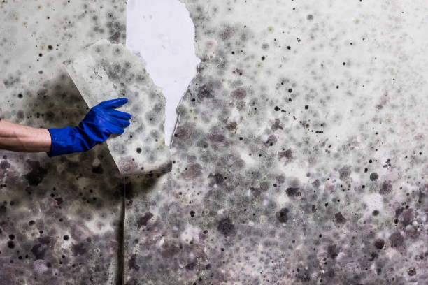 Home Mold Removal in New Iberia, LA