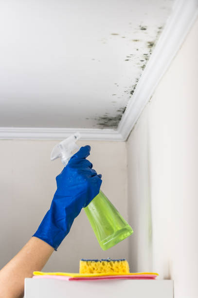 Best Fast Mold Removal  in New Iberia, LA