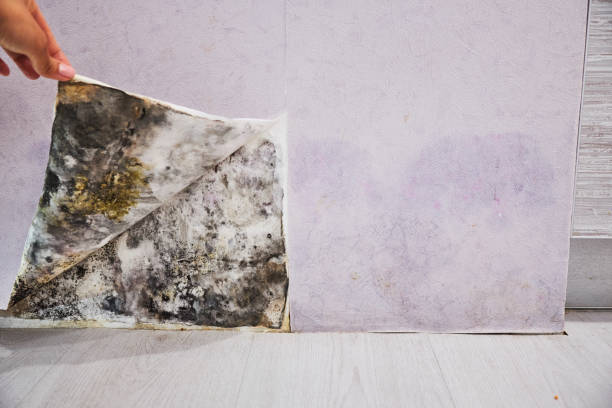 Best Attic Mold Removal  in New Iberia, LA